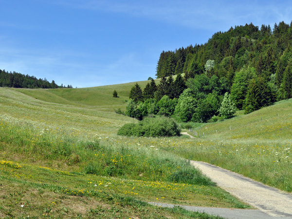 paysage de montagne avec lumière douce, prairie et forêt près de Sainte‑Croix